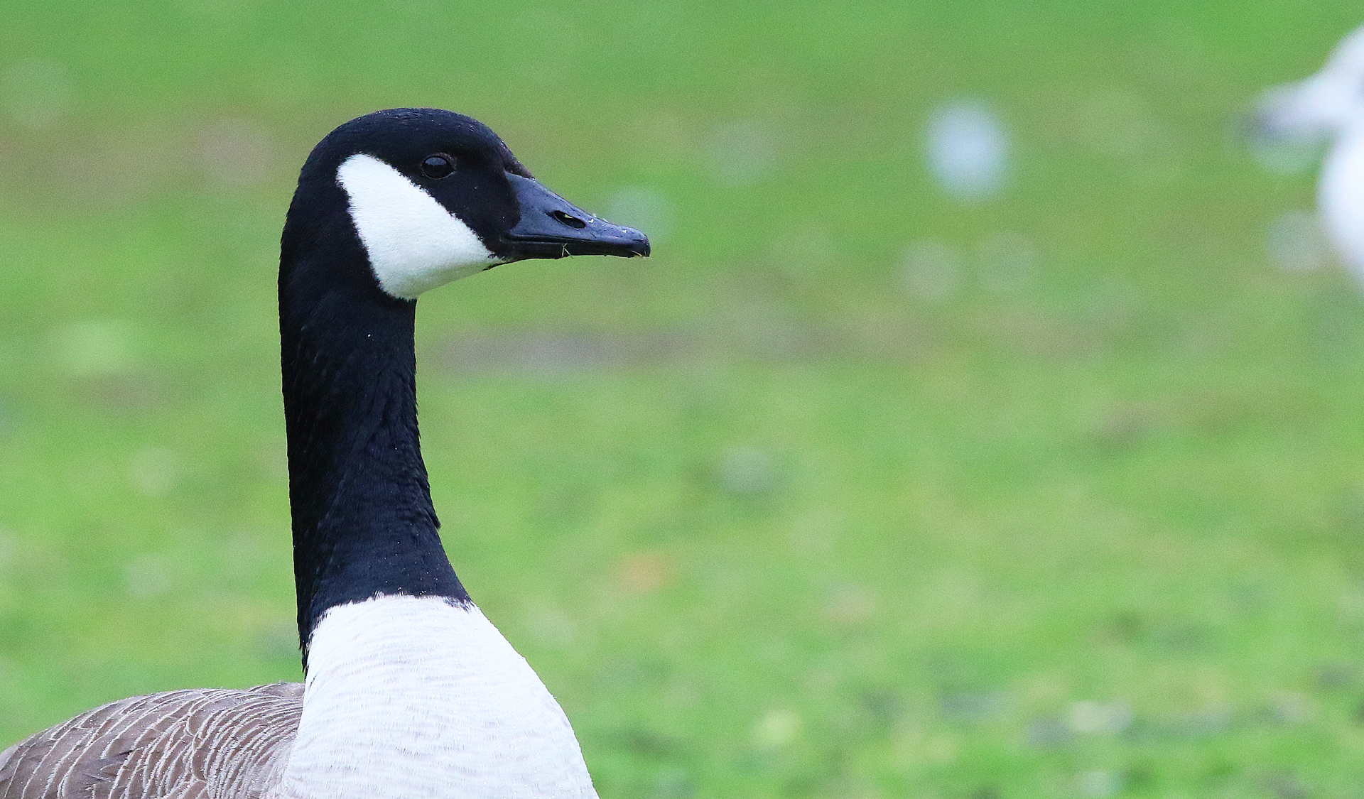 Canada Goose